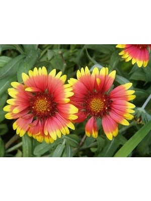 Esranın Dünyası Indian Blanket Gaillardia Gayret Çiçeği Tohumu(30 Adet)
