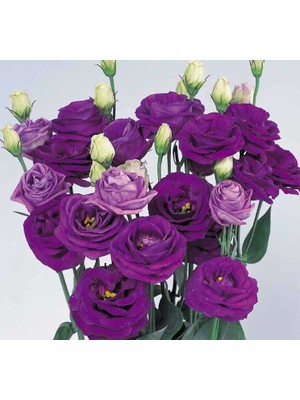 Esranın Dünyası Lisianthus Çiçeği Tohumu (Katmerli, Bodur) Mavi Renkli - 5 Tohum
