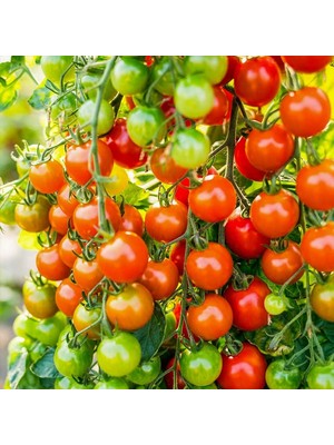 Esranın Dünyası Doğal Cherry Domates Tohumu