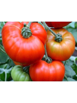 Esranın Dünyası Doğal Marmande Domates Tohumu