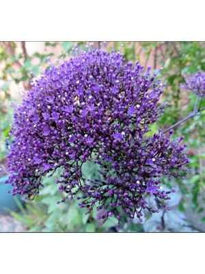 Esranın Dünyası Trakelyum Tohumu (Uzun Boylu Kesmelik) - Mor Renkli - 5 Tohum