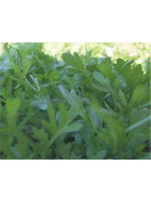 Esranın Dünyası Tere Kıl Yaprak Tohumu - Aksel 10 gr