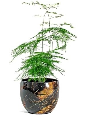 Esranın Dünyası Vive Siyah Metal Saksı S 15X12 cm
