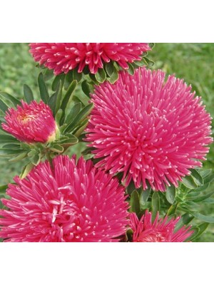 Esranın Dünyası Aster Kasımpatı (Krizantem) Burgundy Renkli - 20 Tohum