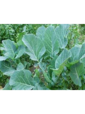 Esranın Dünyası Karadeniz Lahana Tohumu - Aksel 10 gr