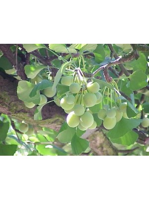 Esranın Dünyası Gınkgo Biloba Mabet Ağacı Tohumu (3 Tohum)