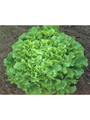 Esranın Dünyası Marul Arapsaçı Tohumu - Aksel 10 gr