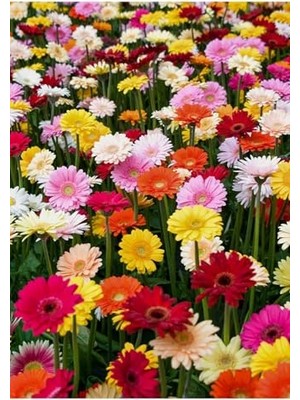 Esranın Dünyası Tohum Dünyam Karışık Renkli Gerbera Çiçeği Tohumu