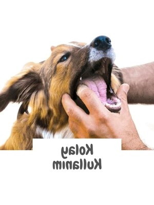 Get Store Silikon Kedi ve Köpek Diş Fırçası - Kolay Kullanımlı