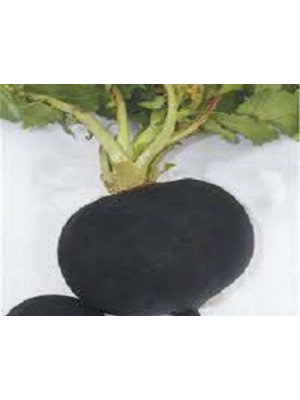 Get Store Akın Siyah Turp Tohumu - 10 Gram