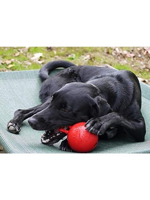 Aesco 10 Inç Küçük Kırmızı Saplı Ağır Hizmet Köpek Oyuncağı