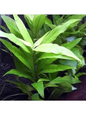 Aesco Hygrophila Corymbosa Angustifolia Saksı Canlı Bitkisi - Akvaryum Için Sağlıklı Tercih