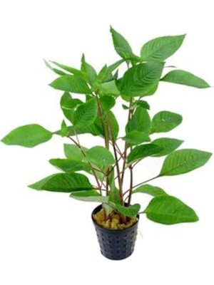 Aesco Hygrophila Corymbosa - Limon Saksı Bitkisi, Canlı ve Sağlıklı