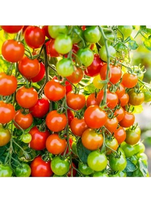 Aesco Doğal Cherry Domates Tohumu - Yüksek Verim