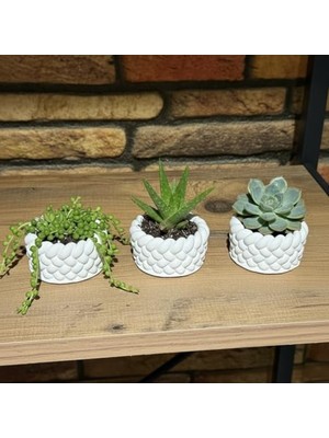 Aesco El Yapımı Mini Saksı Seti, 5 Cm, Modern Beton Tasarım