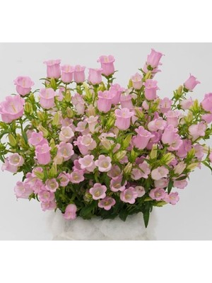 Aesco Mini Maviş Çan Çiçeği Tohumu - Pembe Renkli - 5 Tohum