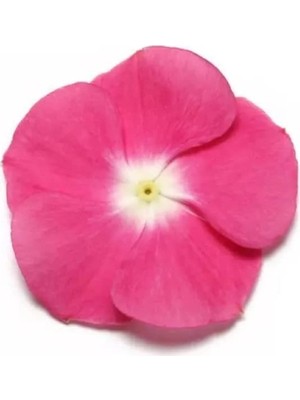 Aesco Pembe Beyaz Benekli Rozet Çiçeği Tohumu - 15 Adet