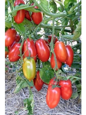 Aesco San Marzano Domates Tohumu, 10+ Adet Paket, Verimli Üretim