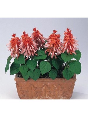 Aesco Salvia F1 Tohumu - Somon Ateş Çiçeği, 30 Tohum