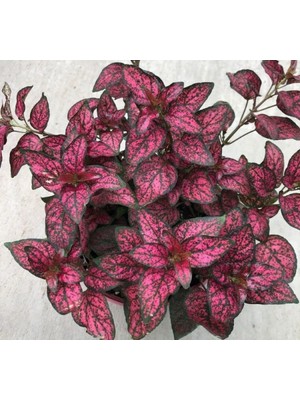 Aesco Kırmızı Çilli Yaprak Çiçeği F1 Tohumu - 30 Tohum