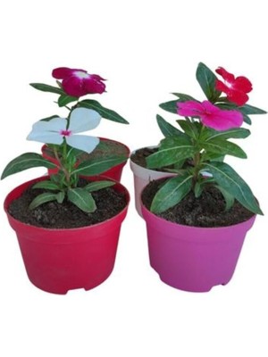 Sync Ticaret 4'lü Mini Rozet Çiçeği Mor+Beyaz+Kırmızı+Pembe Renkli (5-10 Cm) Iç/dış Mekan Bitkisi, SRD03022025BYB