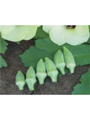 Larskas Aksel Japon Bamya Tohumu - 10 Gram