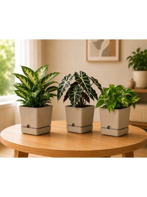 Poliwork 1,5 Litre 3'lü Set Begonya Kare Plastik Saksı Tabaklı Dekoratif Çiçek Saksısı Drenajlı Modern Bitki Saksısı bej