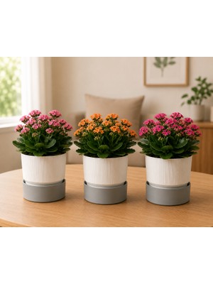 Poliwork 2 Litre 3'lü Set Ixora 15 Plastik Saksı Tabaklı Dekoratif Çiçek Saksısı Modern Bitki Saksısı Ev Ofis Balkon Gri