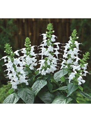Die Grup Beyaz Ateş Çiçeği Tohumu (Salvia F1) - 30 Adet