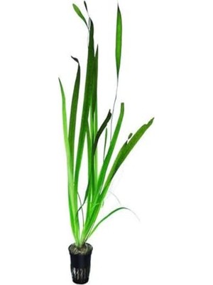 Die Grup Dev Saz Saksı Canlı Bitki - Vallisneria Gigantea