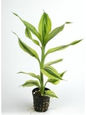 Die Grup Canlı Dracaena Sanderiana Bitkisi, Şık Saksıda