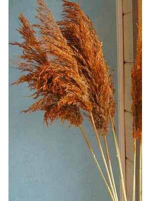 Alyones 8'li Büyük Demet Pampas Turuncu 100CM Boyunda