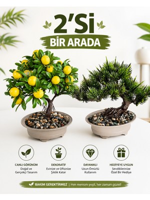 B&Nine 2'li Yapay Bonsai Ağaç Seti, Yapay Limon Ağacı + Yapay Çam Bonsai