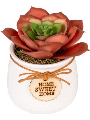 Herdekora Seramik Beyaz Saksıda Sukulent Aranjmanı Bordo 10X11 Cm.