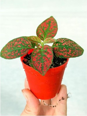 Isparta Gülü Hostes Fittonia Hypoestes Çiçeği Fidanı Çilli Kırmızı 10-20 cm
