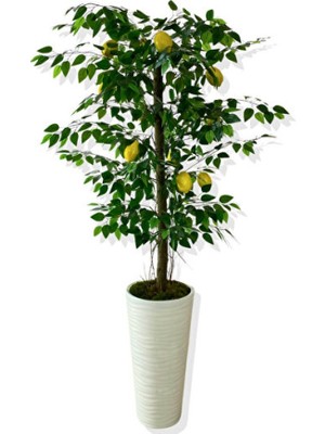 Empressco Yapay Ağaç Limon Ağacı 170 cm Beyaz Kum Saç Saksı ile Dekoratif Parlaklık