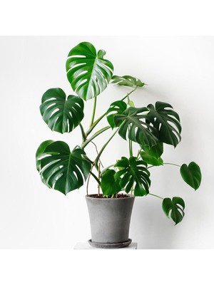 Deve Tabanı Bitkisi 90 110 cm Monstera Deliciosa, BTS05032025BYB90