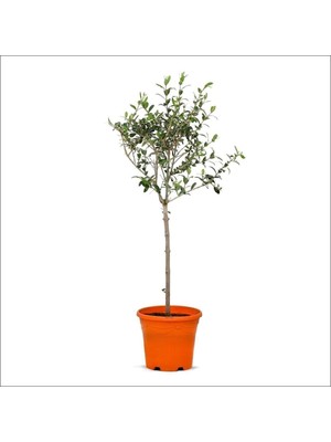 Tijli Zeytin Ağacı (80-100 Cm)
