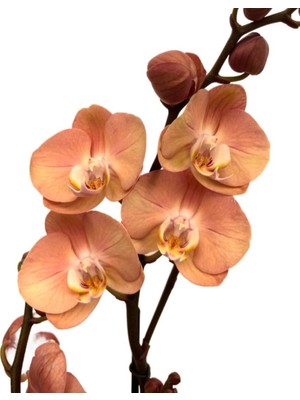 AyrStore Phalaenopsis 'suki' (Turuncu Orkide) Ø12 cm Y70-80 cm