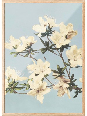 AyrStore Zestia Ahşap Çerçeveli Tablo, Beyaz Çiçek Dalları, Yatak Odası Dekoru Poster No: 111994 70 x