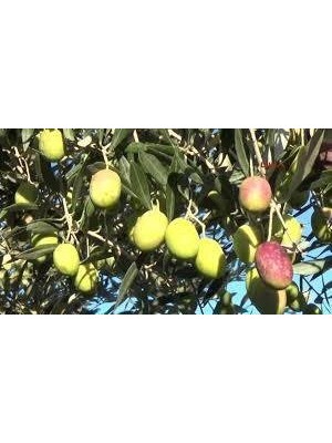 Sarı Ulak Zeytin Fidanı
