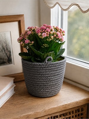 Nomikase 15X15 cm Dekoratif Saksı Kılıfı, Sepet Tasarımıyla Şık