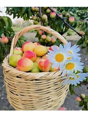 Vaelmont Hasır Yumurta Sepeti - Doğal ve Şık Saklama Çözümü
