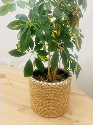 Vaelmont Hasır Saksılık ve Bahçe Düzenleyici, Çok Amaçlı Kullanım Sepet 23X20 cm