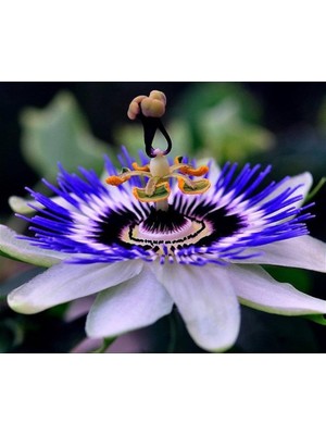 Aesco Passiflora Çiçeği Tohumu 5+ Tohum – Çarkıfelek Çiçeği Tohumları – Saksı ve Bahçe Yetiştiriciliğine Uygun