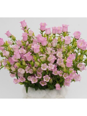 Aesco Çan Çiçeği Tohumu (Mini Maviş) Pembe Renkli - 5 Tohum
