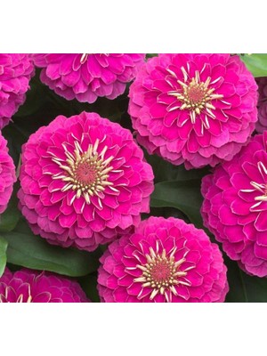 Aesco Zinnia (Kirli Hanım) Büyük Geniş Çiçekli - Pembe (5 Tohum)