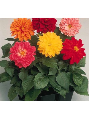 Aesco Yıldız Dahlia Çiçeği Tohumu (Bodur Mini Çiçekli) Karışık Renkli - 5 Tohum