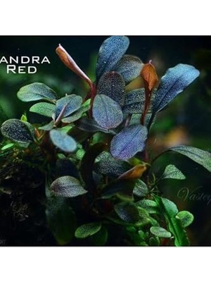 Aesco Bucephalandra Brownie Red Saksı Canlı Bitki