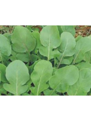 Aesco Roka Tohumu - Aksel 10 gr